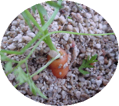 ベランダ菜園